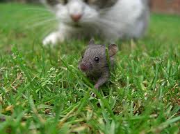Watch out mousey?  I am your worst enemy....