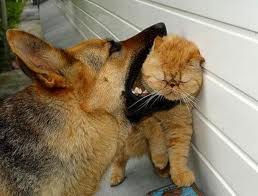 Why don't you listen?  I told you to bark like me...stop that meowing!