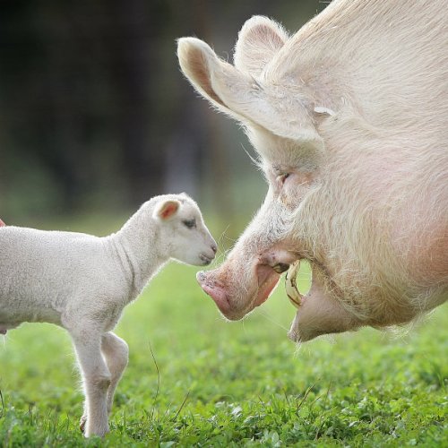 Pig helping lamb