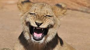 Happy lioness