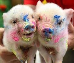 happy twin pigs