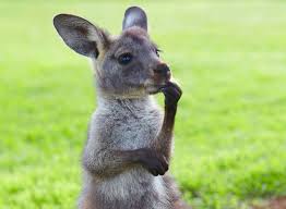 Kangaroo thinking