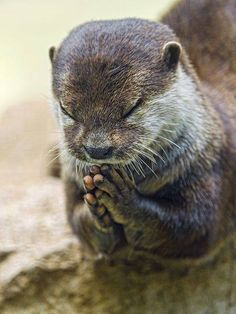 praying otter